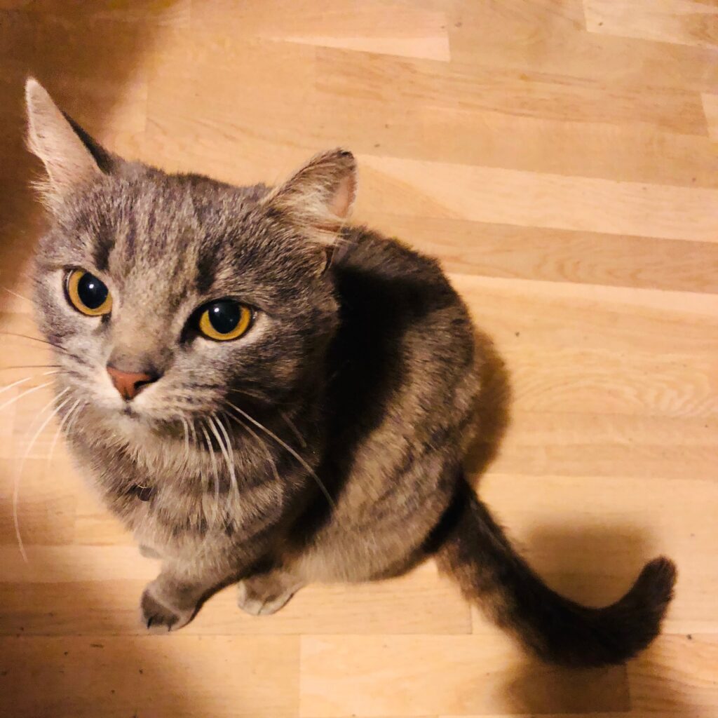 Detta är inte en Siames, men det är en bild vi kunde använda då den är egentagen. Det är säkert en katt med mjuk päls.